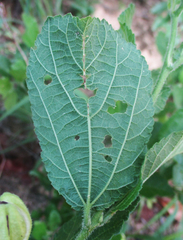 Grewia avellana