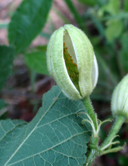 Grewia avellana
