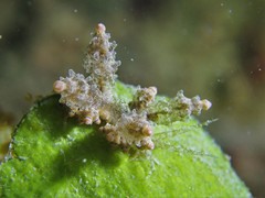 Eubranchus mandapamensis