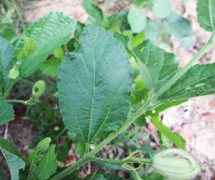 Grewia avellana