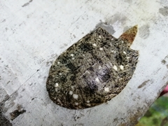 Trinectes maculatus