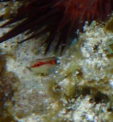 Tigrigobius multifasciatus