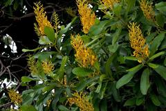 Vochysia tucanorum