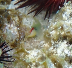 Tigrigobius multifasciatus