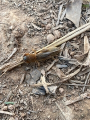 Neocurtilla