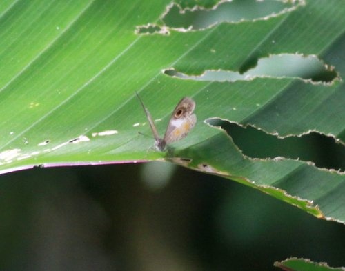 Perophthalma lasus