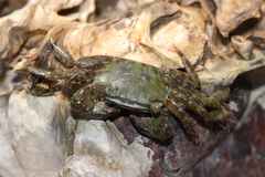 Metopograpsus quadridentatus