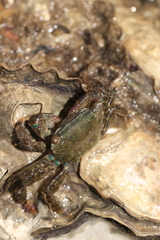 Metopograpsus quadridentatus