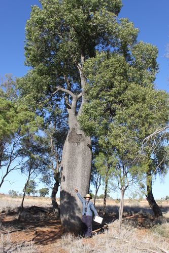 Brachychiton rupestris iNat (1)