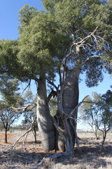 Brachychiton rupestris