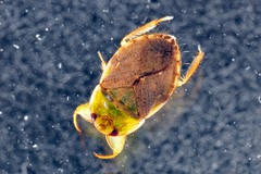 Ambrysus