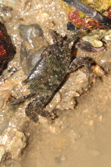 Metopograpsus quadridentatus