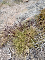 Agrostis muelleriana