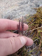 Agrostis muelleriana