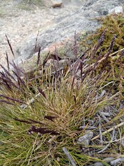 Agrostis muelleriana