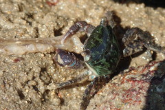 Metopograpsus quadridentatus