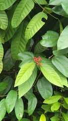 Ixora congesta