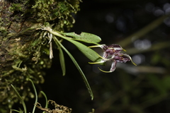 Masdevallia amanda
