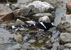 Enicurus leschenaulti