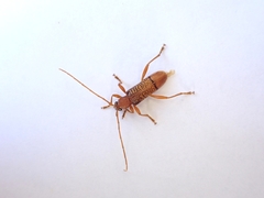 Xuthodes punctipennis