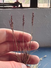 Agrostis muelleriana
