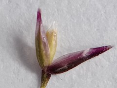 Agrostis muelleriana