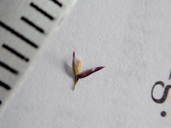 Agrostis muelleriana