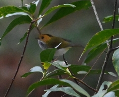 Abroscopus albogularis