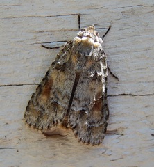 Acronicta exilis