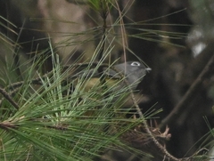 Pteruthius xanthochlorus pallidus