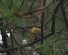 Pteruthius xanthochlorus pallidus