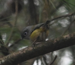 Pteruthius xanthochlorus pallidus