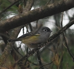 Pteruthius xanthochlorus pallidus