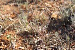 Dichanthium sericeum