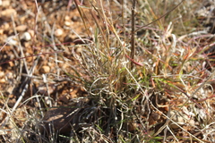 Dichanthium sericeum