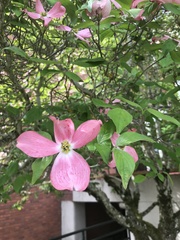 Cornus florida rubra