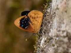 Lymanopoda caeruleata
