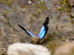 Lymanopoda caeruleata