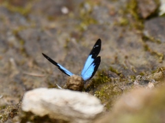 Lymanopoda caeruleata