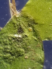 Lemna aequinoctialis