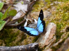 Lymanopoda caeruleata