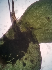 Lemna aequinoctialis
