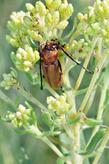 Crossidius humeralis