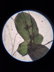 Lemna aequinoctialis