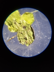 Lemna aequinoctialis