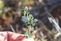 Chenopodium trigonon