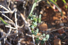 Chenopodium trigonon