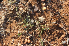 Chenopodium trigonon