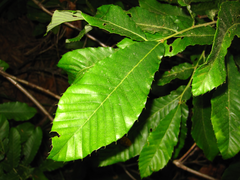 Castanea crenata