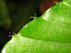 Castanea crenata